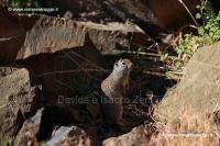 214 Ground squirrell IMG 0416